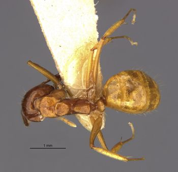 Media type: image;   Entomology 21203 Aspect: habitus dorsal view